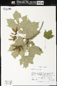 Acer saccharum var. saccharum image