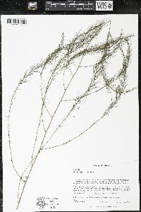 Asparagus officinalis image