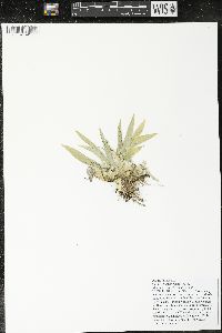 Aletris farinosa image