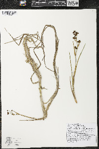 Scheuchzeria palustris image