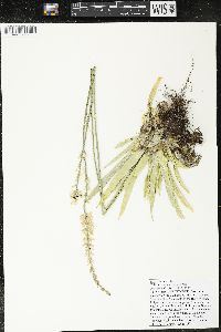 Aletris farinosa image