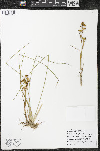 Scheuchzeria palustris image