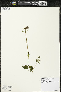 Halenia deflexa image