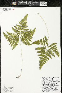 Gymnocarpium robertianum image