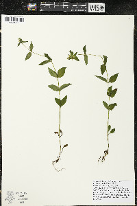 Halenia deflexa image