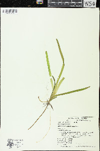 Vallisneria americana image