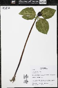 Trillium recurvatum image