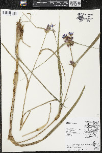 Tradescantia ohiensis image