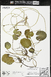 Nymphoides peltata image