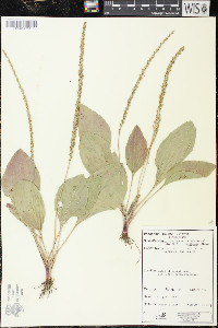 Plantago rugelii image