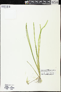 Vallisneria americana image