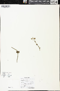 Sagittaria graminea subsp. graminea image