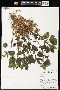 Urtica gracilis image