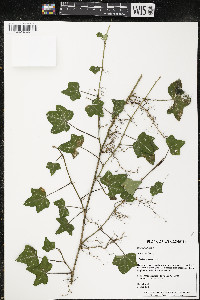 Hedera helix image