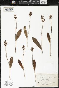 Platanthera clavellata image