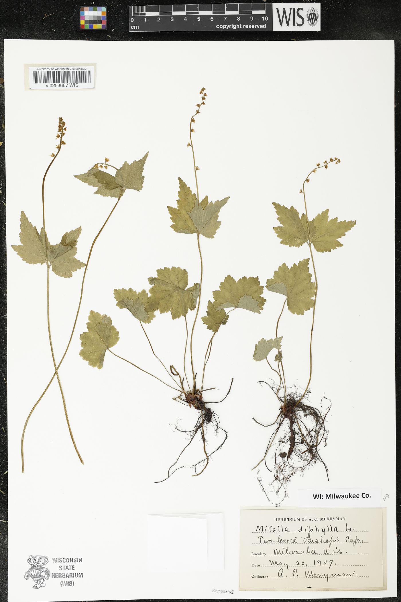 Mitella diphylla image