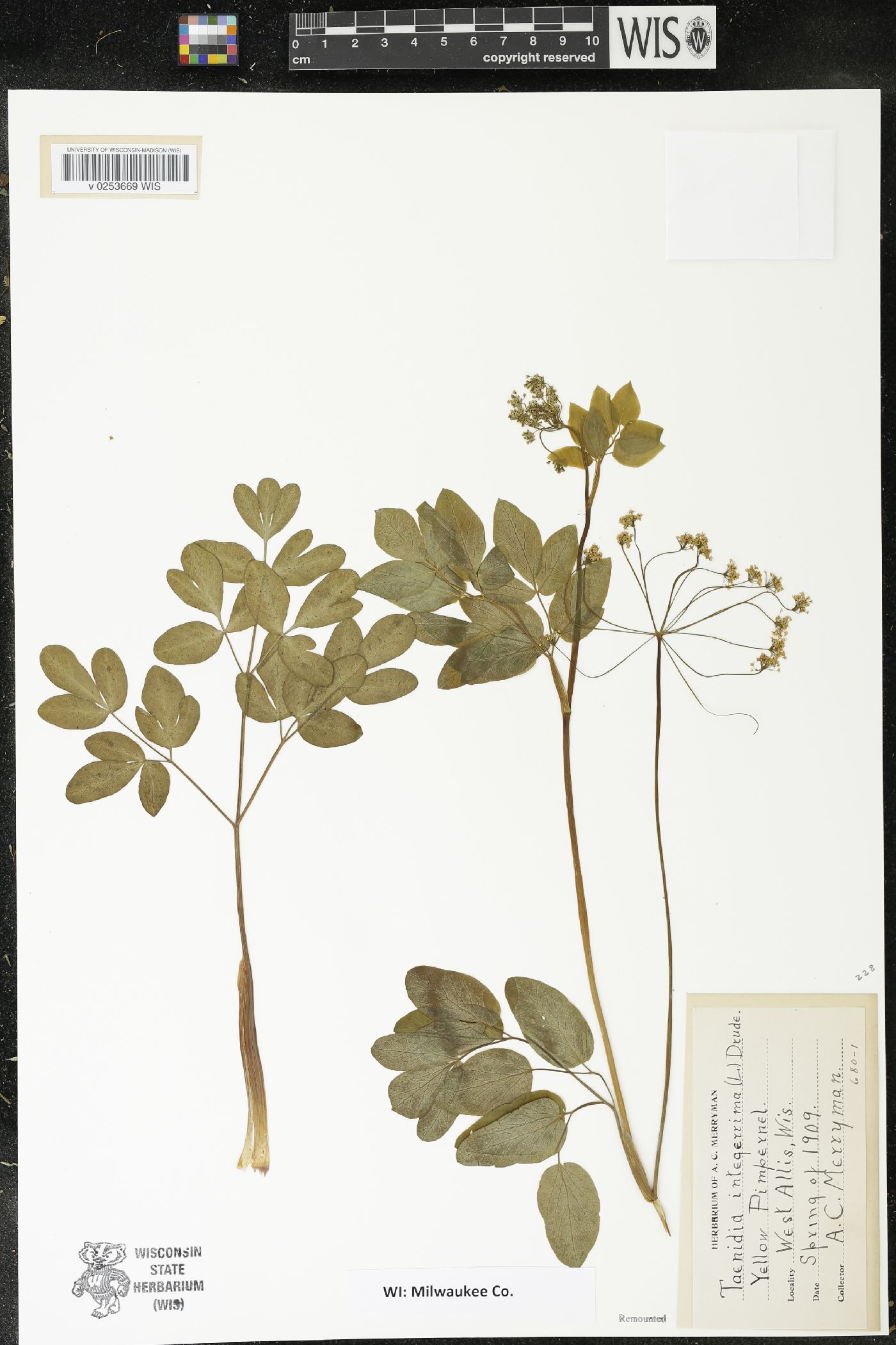 Taenidia integerrima image