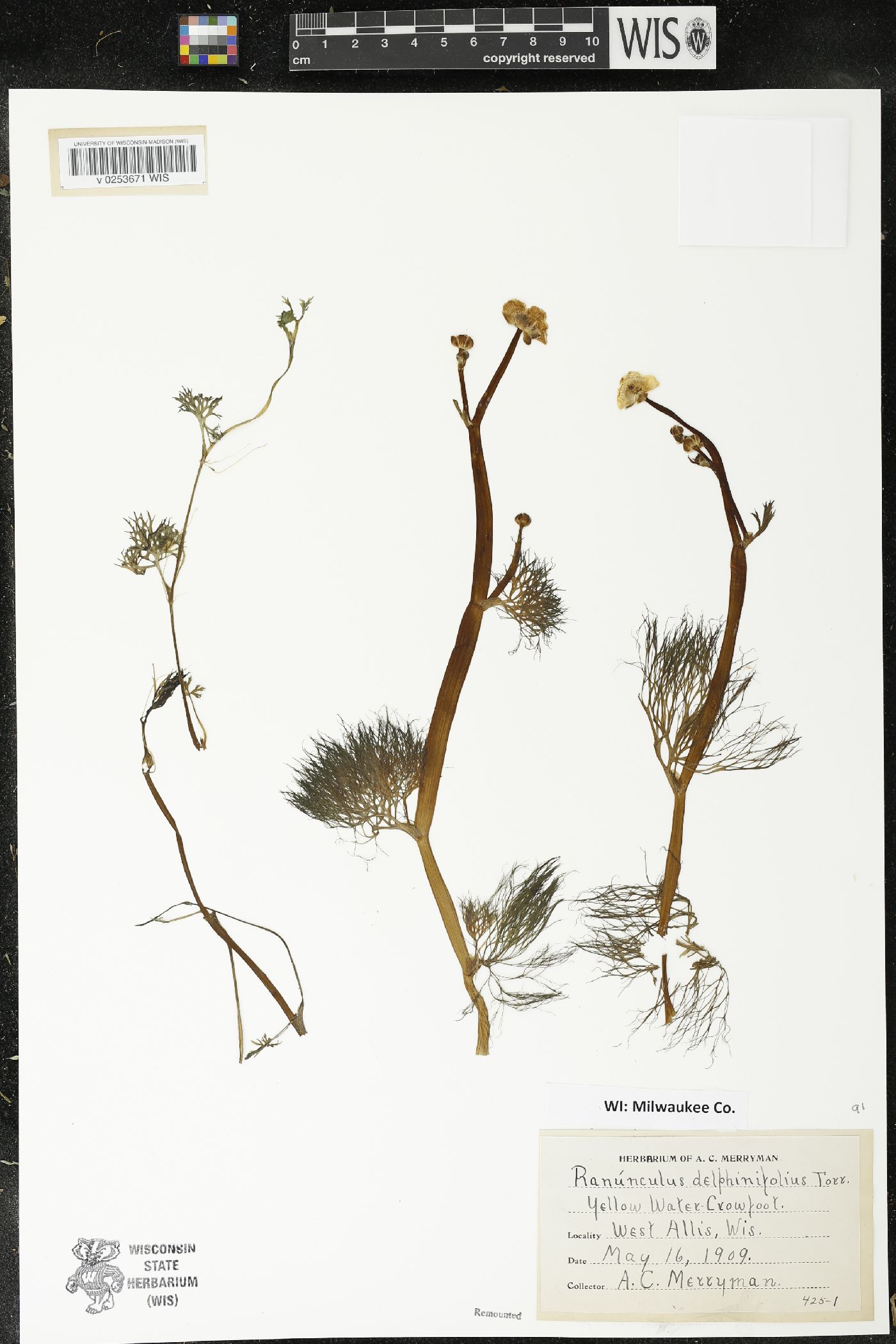 Ranunculus flabellaris image
