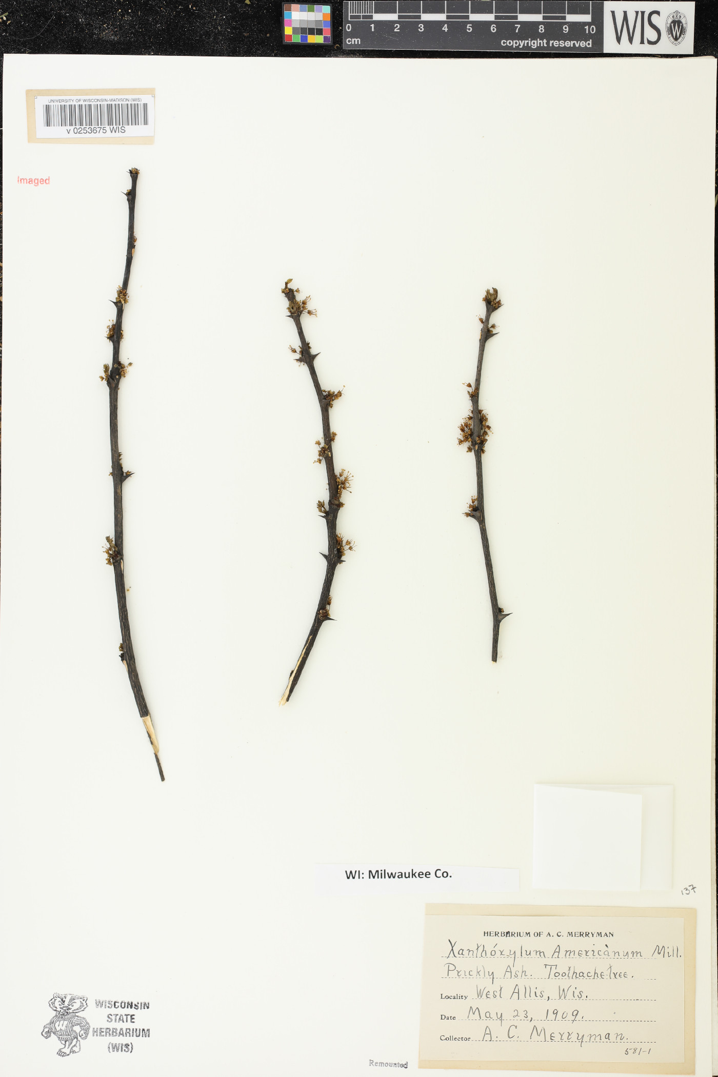 Zanthoxylum americanum image