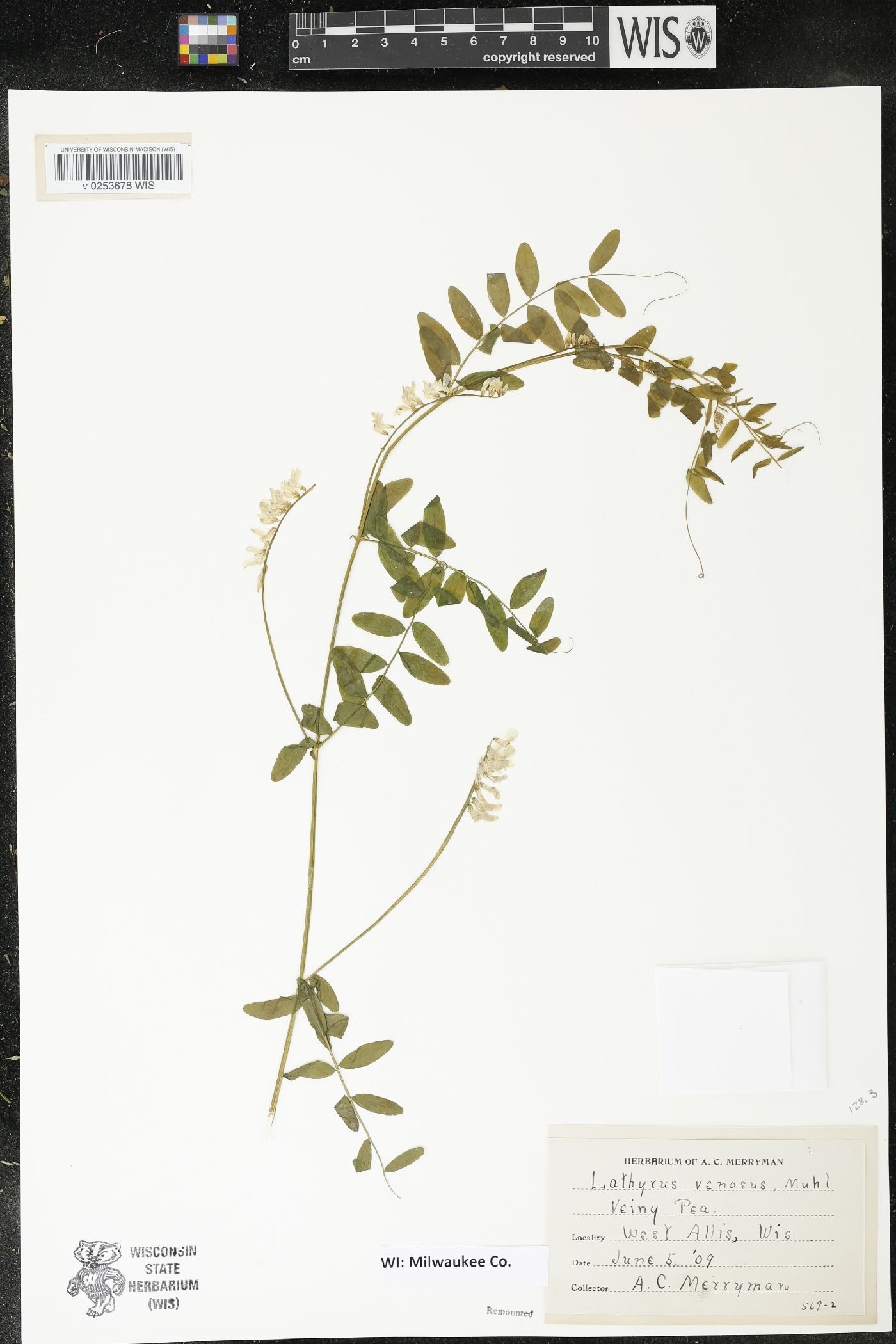 Lathyrus venosus image