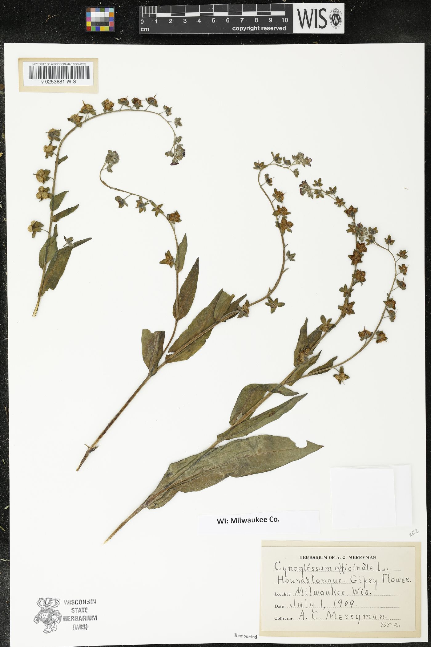 Cynoglossum officinale image