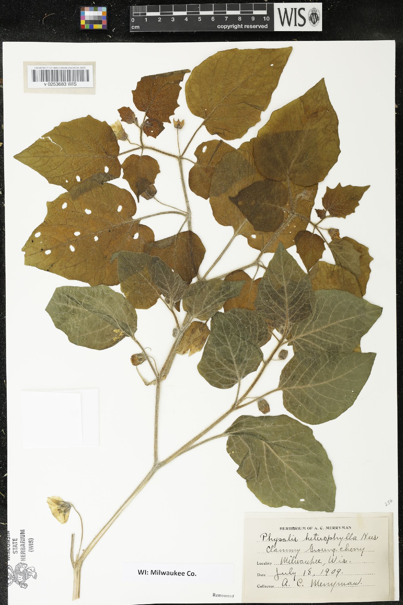 Physalis heterophylla var. heterophylla image