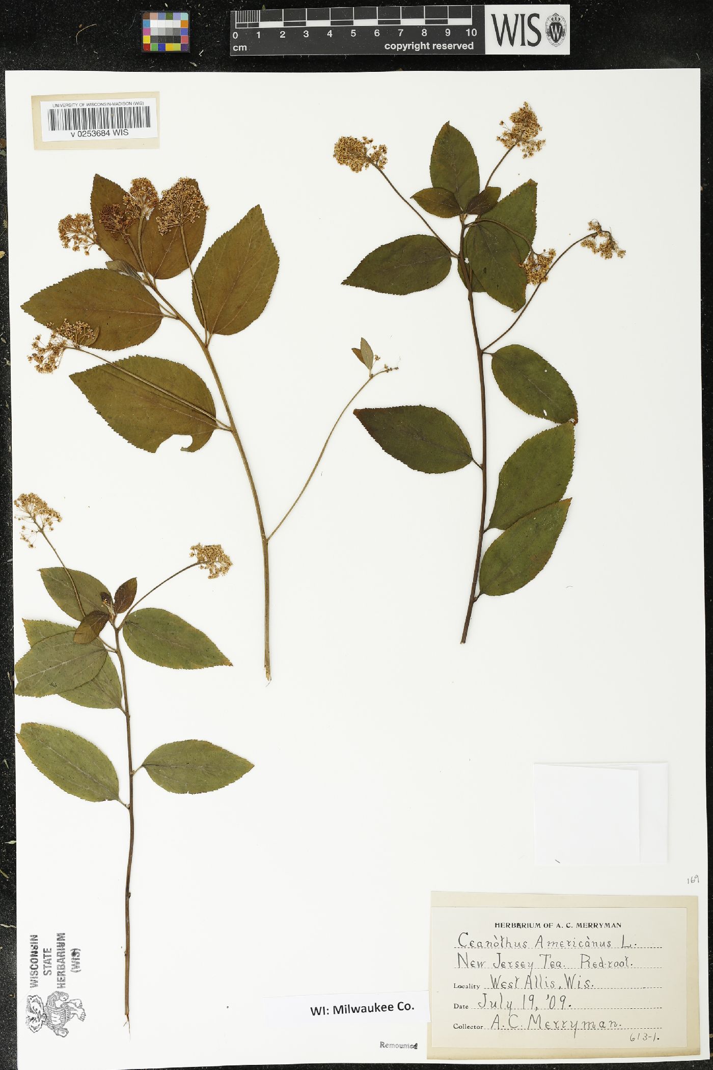 Ceanothus americanus image