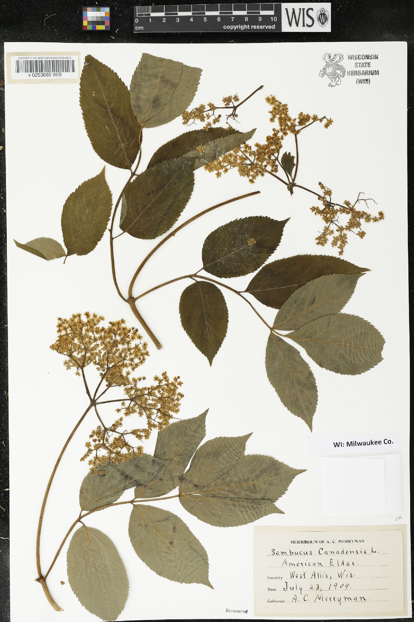 Sambucus canadensis image