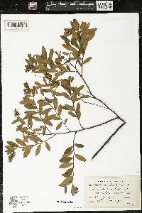Chamaedaphne calyculata image