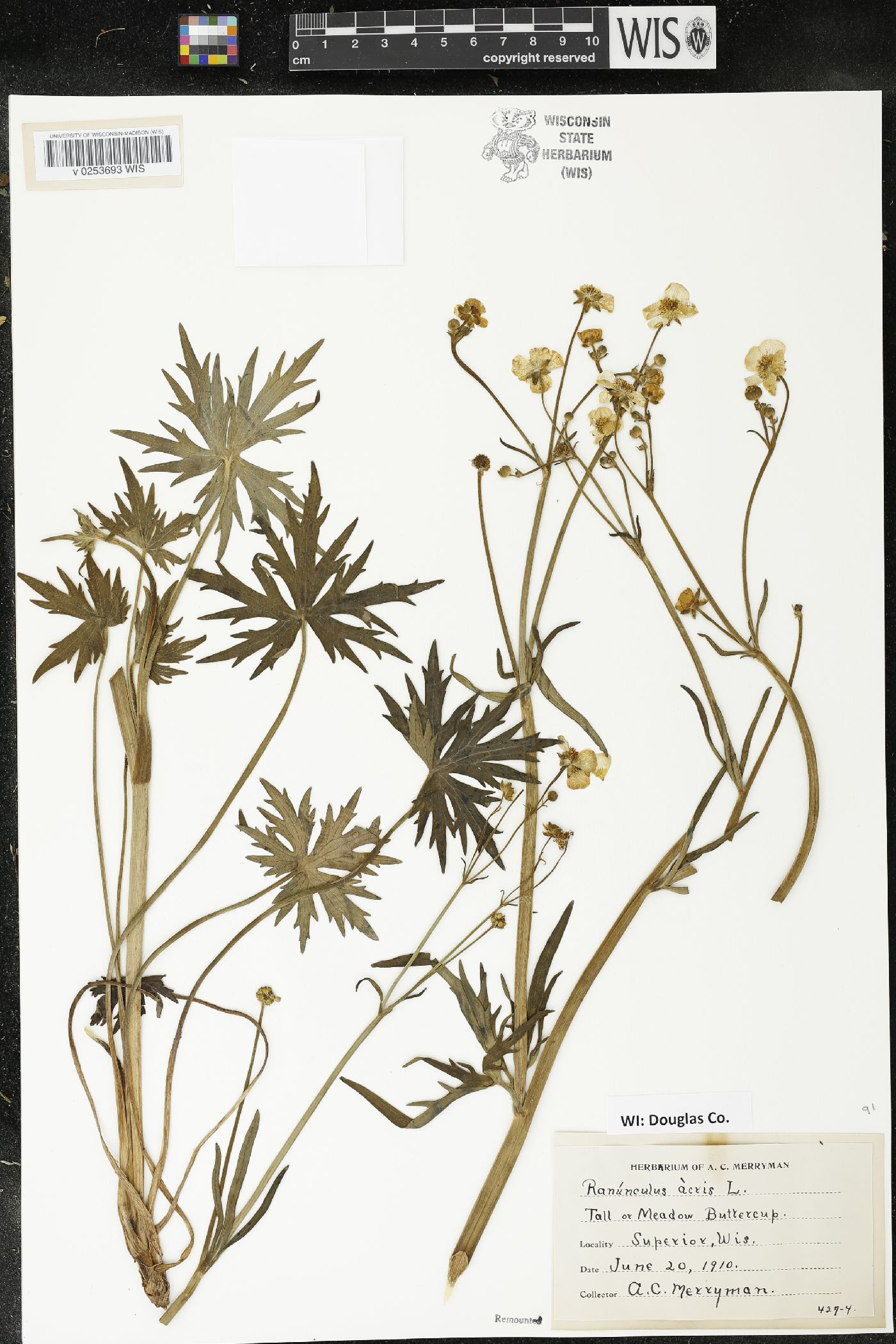 Ranunculus acris image