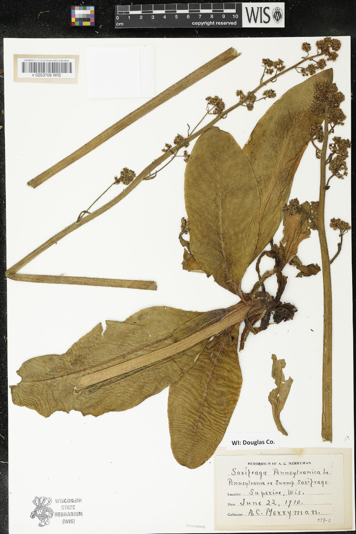 Micranthes pensylvanica image