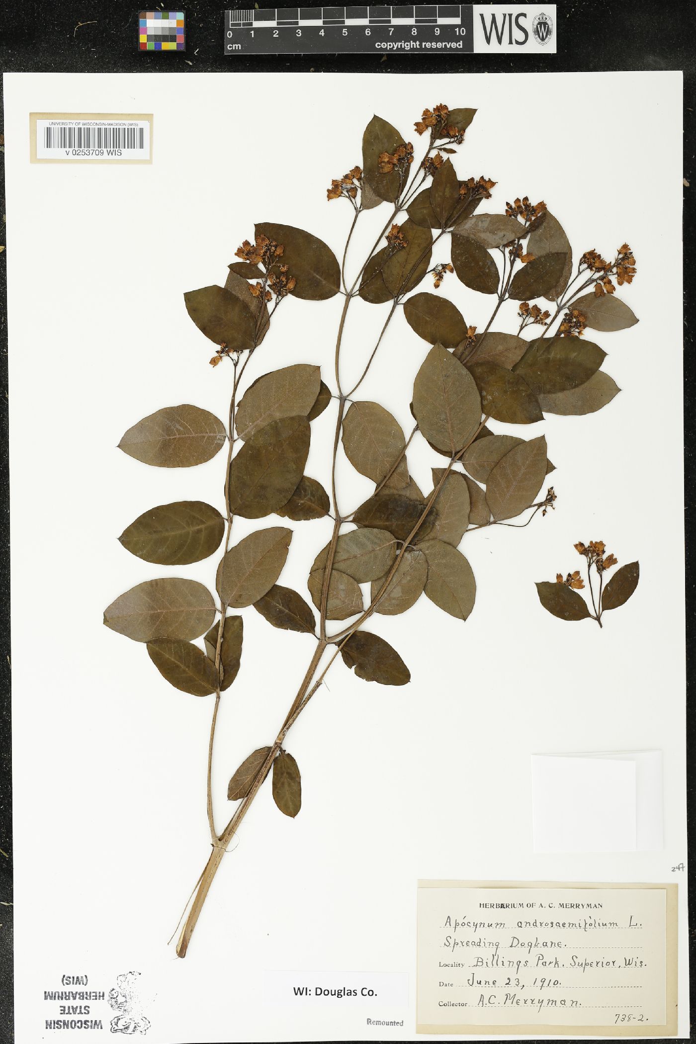 Apocynum androsaemifolium image