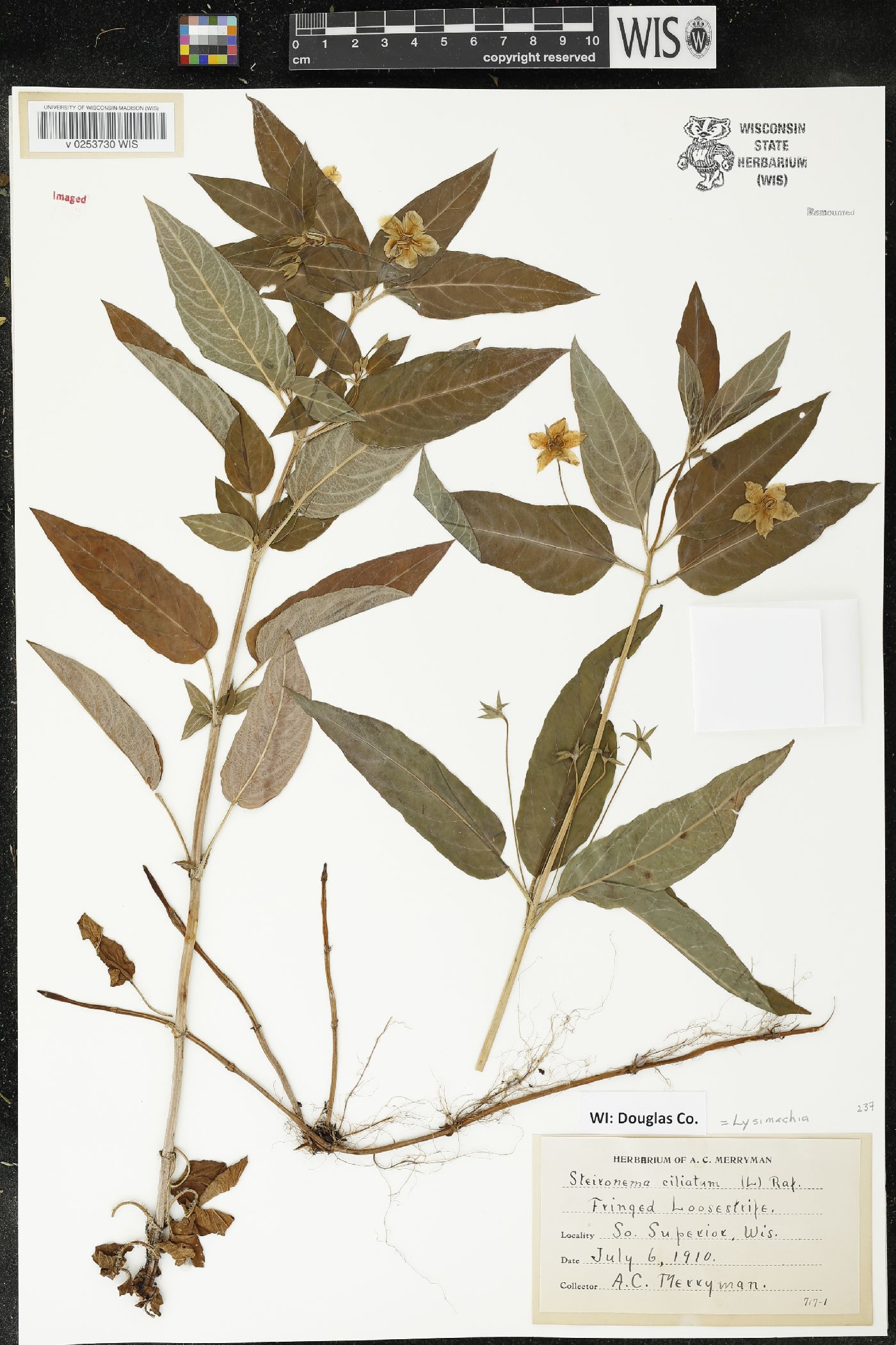 Lysimachia ciliata image
