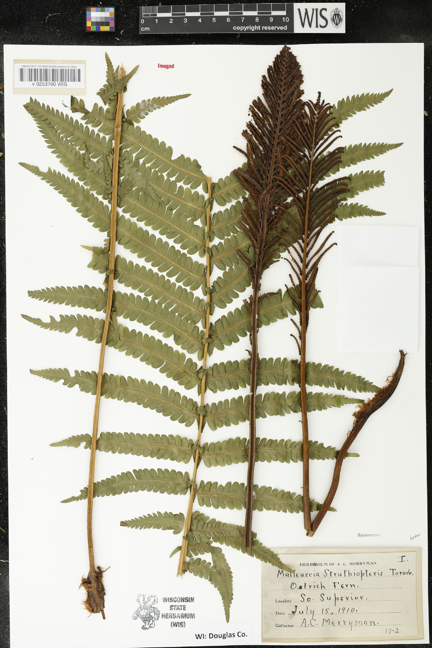 Matteuccia struthiopteris image