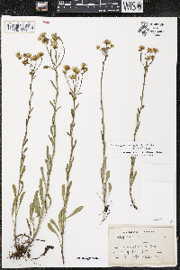 Erigeron strigosus var. strigosus image