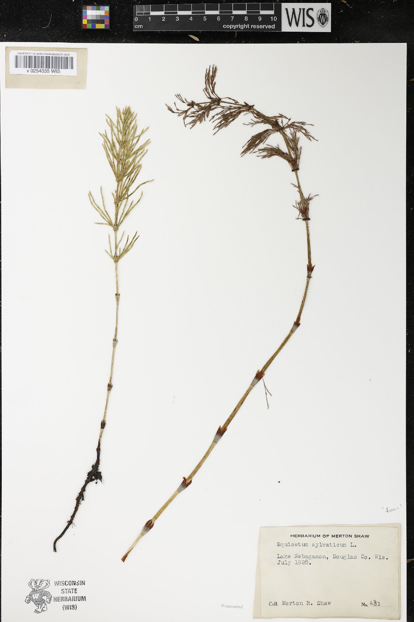 Equisetum sylvaticum image