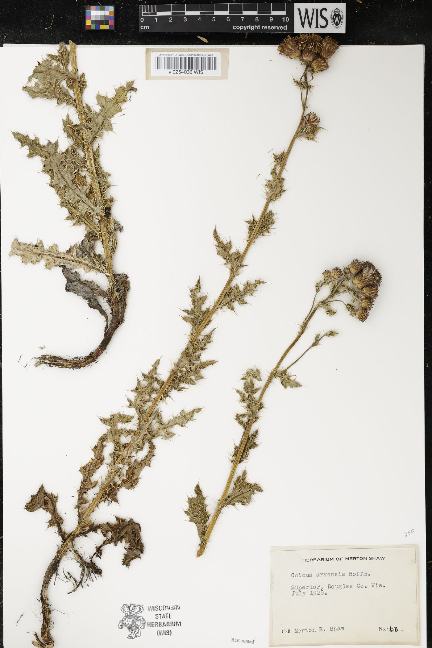 Cirsium arvense image