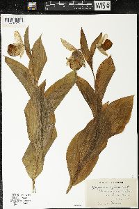 Cypripedium reginae image