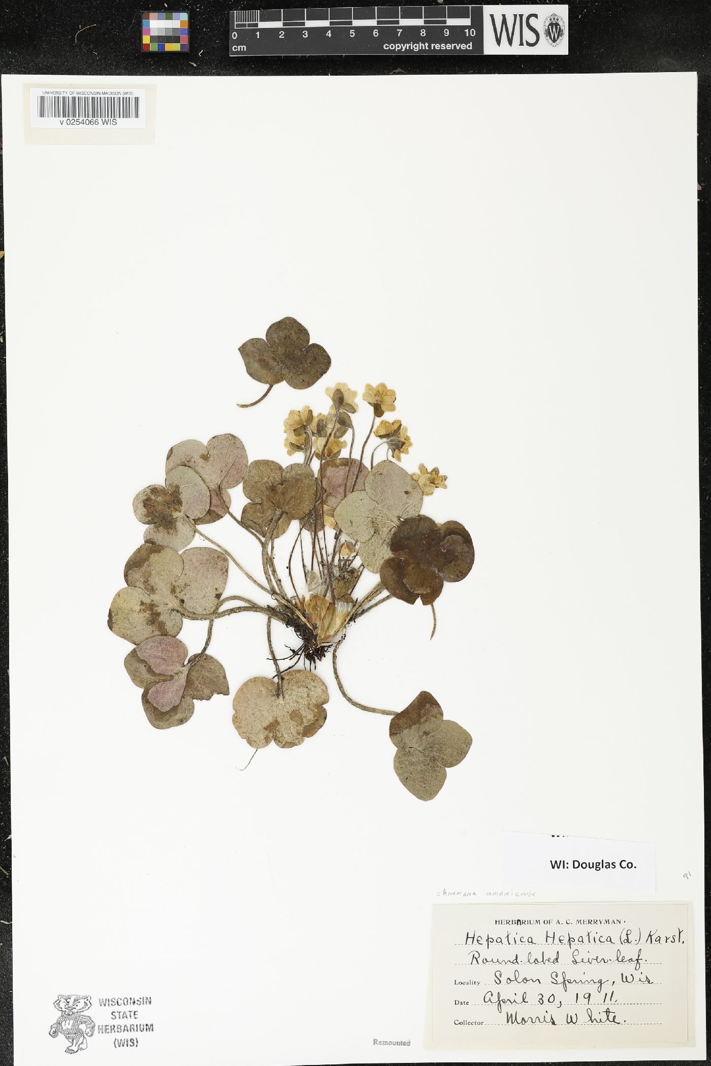 Anemone americana image