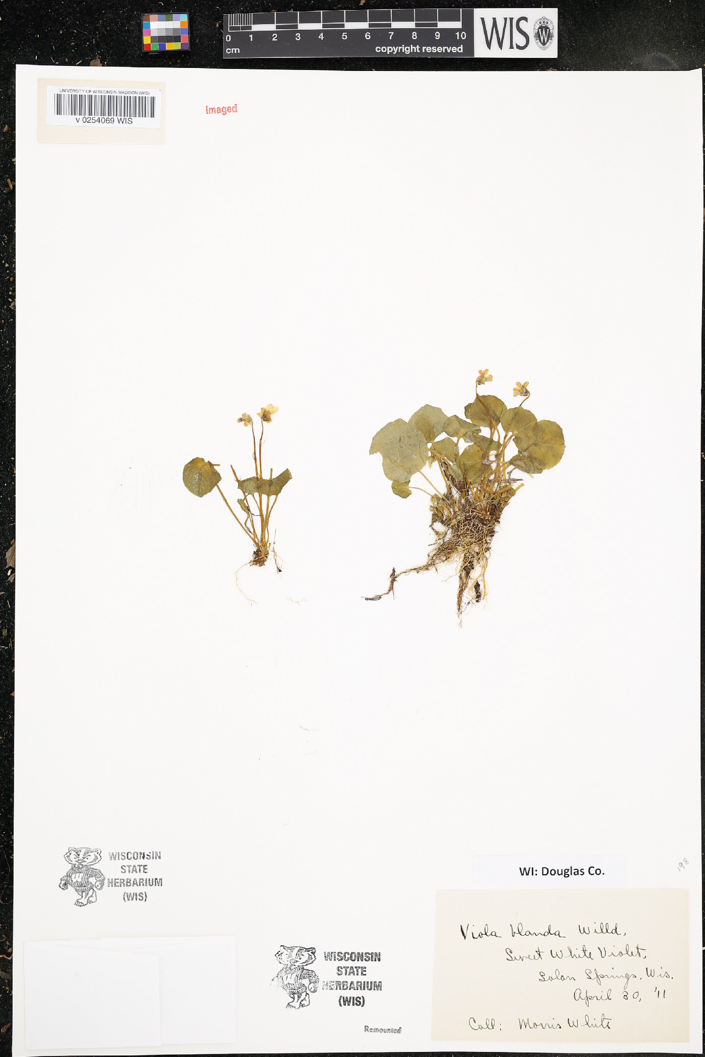 Viola blanda image
