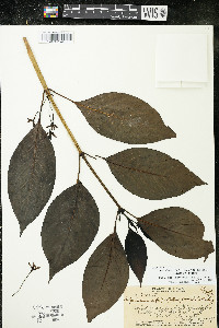 Kadua acuminata image