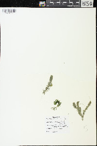 Elodea canadensis image