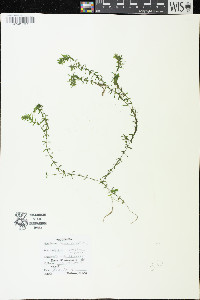 Elodea canadensis image