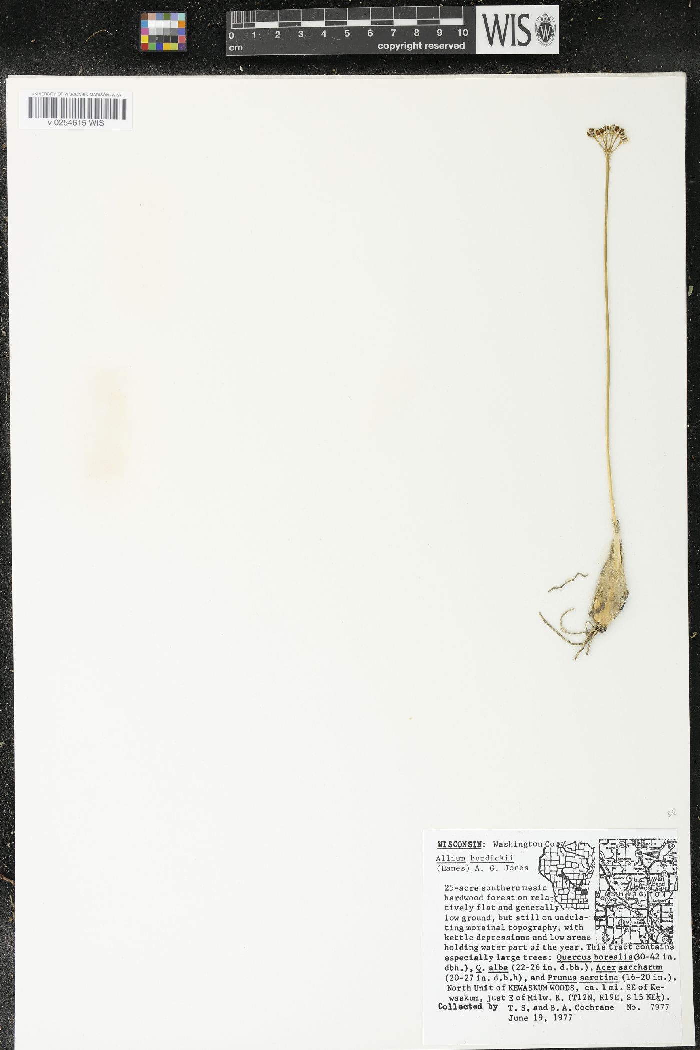Allium burdickii image