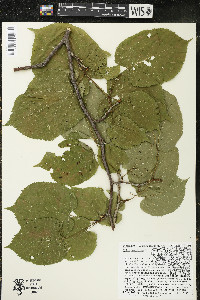 Tilia americana var. americana image