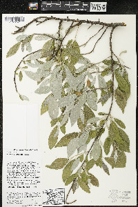 Elaeagnus umbellata image