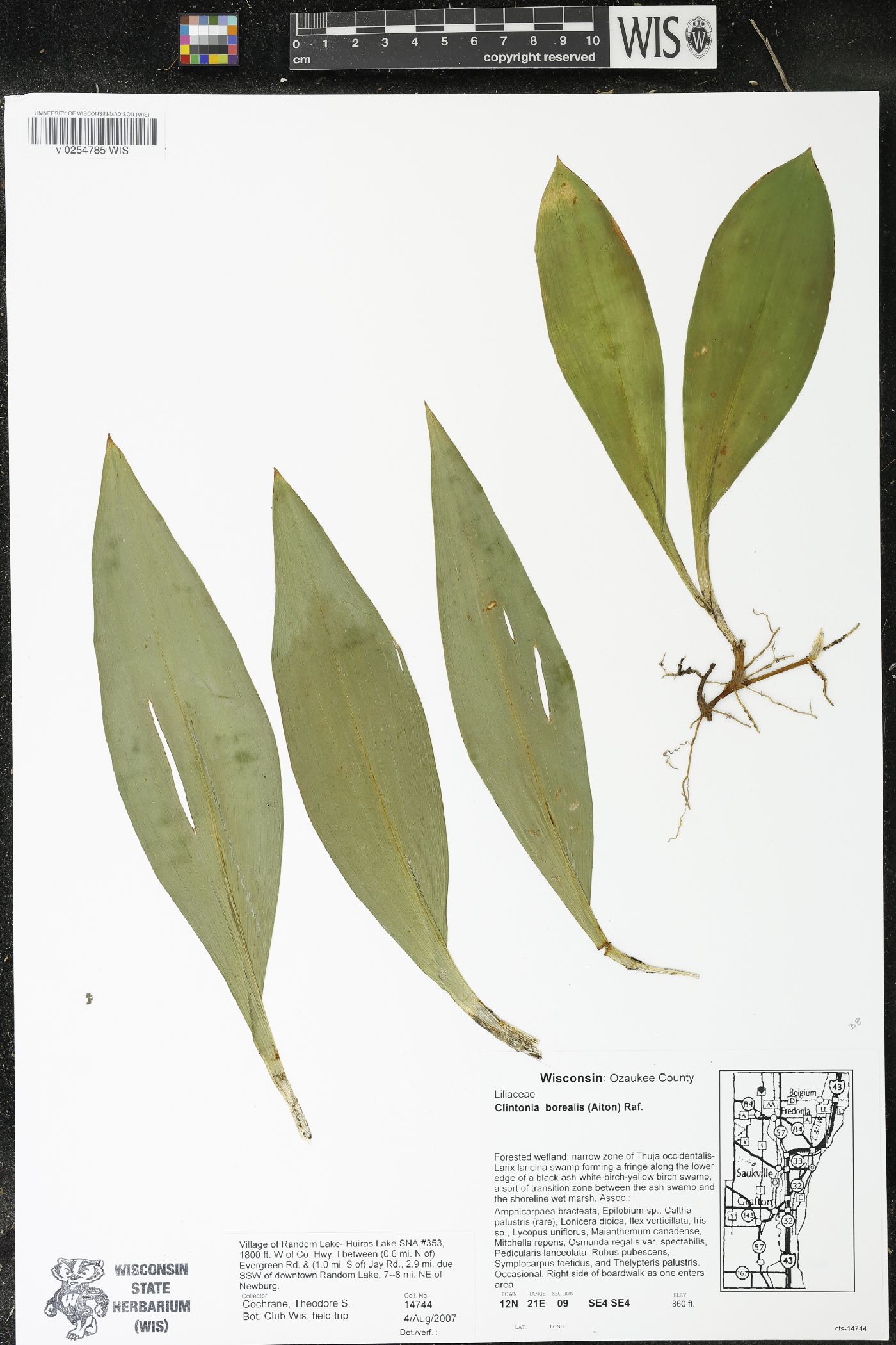 Clintonia borealis image