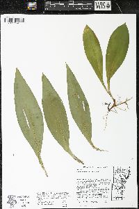 Clintonia borealis image