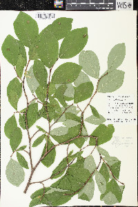 Dirca palustris image