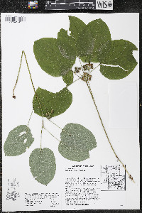 Smilax ecirrhata image